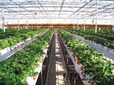 设施日光温室草莓水肥一体化技术滴灌施肥系统（设施日光温室草莓水肥一体化技术滴灌施肥系统）(2)