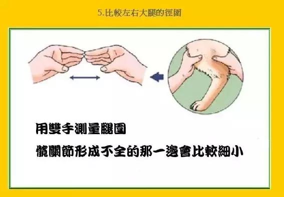 狗狗髋关节不好怎么才能正常走路（影响狗狗一生的髋关节）(9)