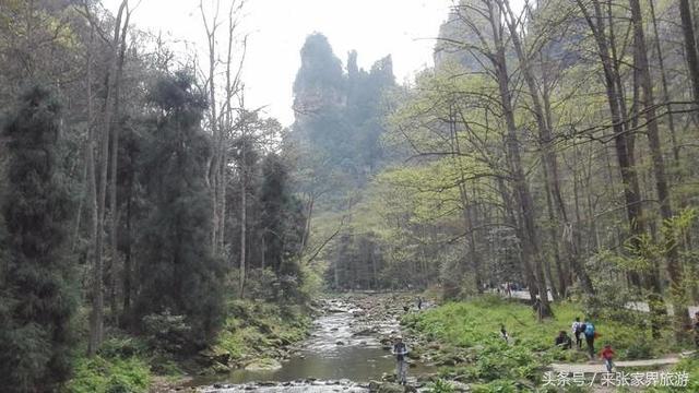 张家界大峡谷只玩玻璃桥路线（张家界森林公园）(54)