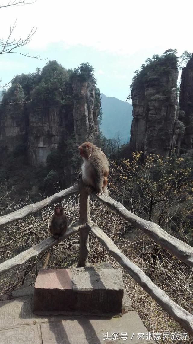 张家界大峡谷只玩玻璃桥路线（张家界森林公园）(50)