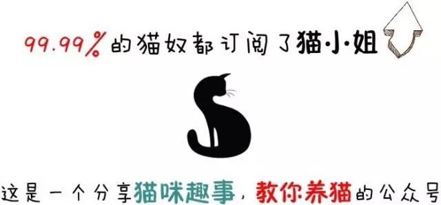 看到流浪猫叫它上楼吃饭（拿食物喂流浪猫）(1)