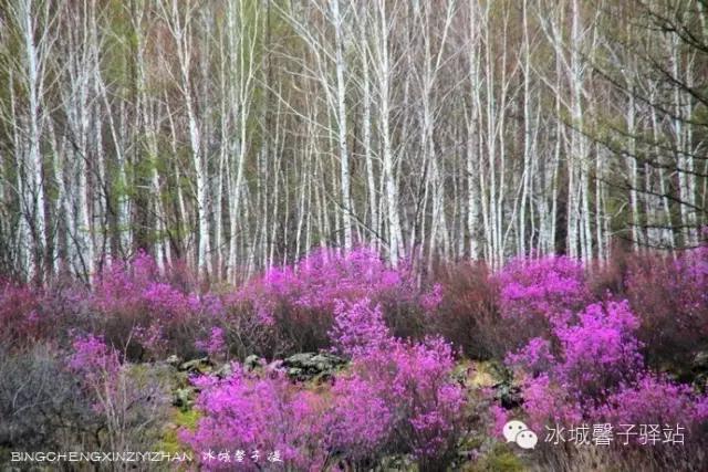 呼伦贝尔杜鹃花山介绍（呼伦贝尔达尔滨湖就成杜鹃花海了）(24)