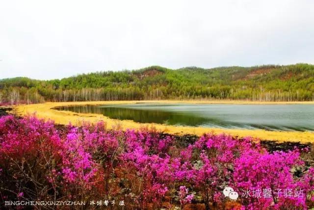 呼伦贝尔杜鹃花山介绍（呼伦贝尔达尔滨湖就成杜鹃花海了）(3)