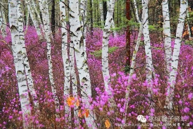 呼伦贝尔杜鹃花山介绍（呼伦贝尔达尔滨湖就成杜鹃花海了）(14)