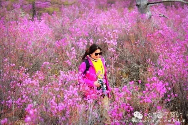 呼伦贝尔杜鹃花山介绍（呼伦贝尔达尔滨湖就成杜鹃花海了）(15)