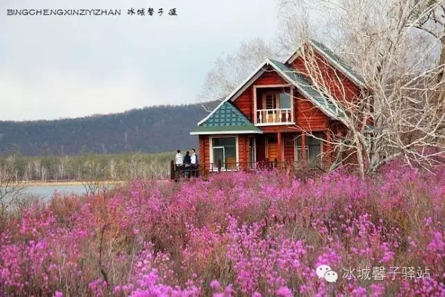 呼伦贝尔杜鹃花山介绍（呼伦贝尔达尔滨湖就成杜鹃花海了）(10)