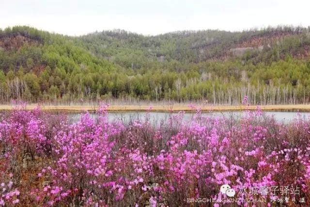 呼伦贝尔杜鹃花山介绍（呼伦贝尔达尔滨湖就成杜鹃花海了）(28)