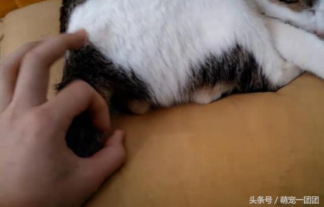 猫咪把爪子伸在主人脸上伸懒腰（主人玩心大起多次弹猫咪蛋蛋）(6)