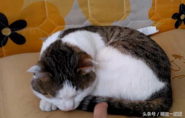 猫咪把爪子伸在主人脸上伸懒腰（主人玩心大起多次弹猫咪蛋蛋）(7)