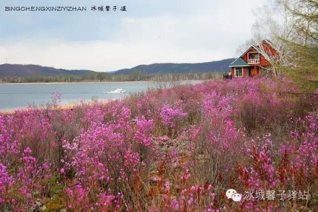 呼伦贝尔杜鹃花山介绍（呼伦贝尔达尔滨湖就成杜鹃花海了）(2)