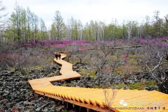 呼伦贝尔杜鹃花山介绍（呼伦贝尔达尔滨湖就成杜鹃花海了）(4)