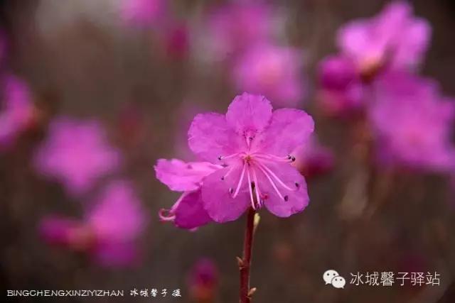 呼伦贝尔杜鹃花山介绍（呼伦贝尔达尔滨湖就成杜鹃花海了）(13)