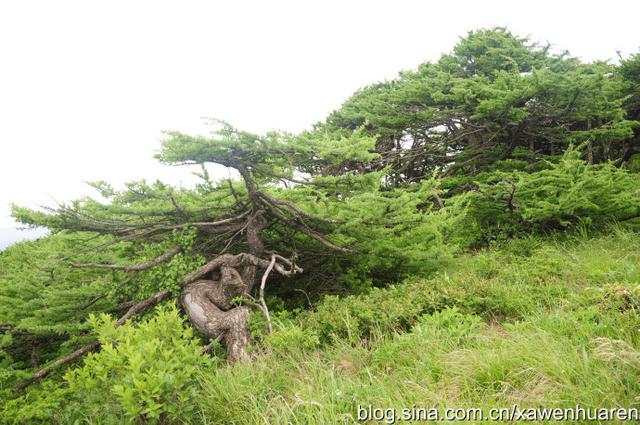 行走在秦岭的路上（行走在秦岭大梁上）(36)