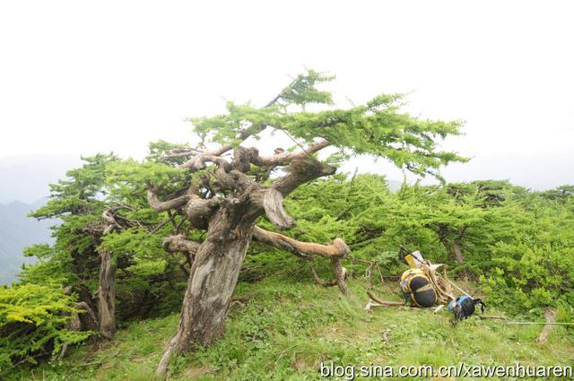 行走在秦岭的路上（行走在秦岭大梁上）(39)