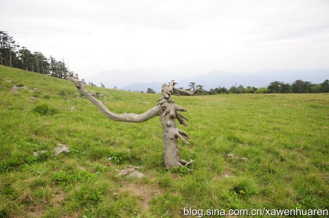 行走在秦岭的路上（行走在秦岭大梁上）(50)