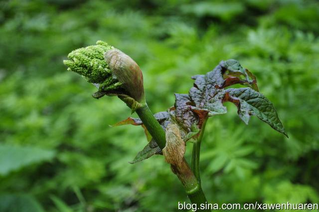 行走在秦岭的路上（行走在秦岭大梁上）(64)