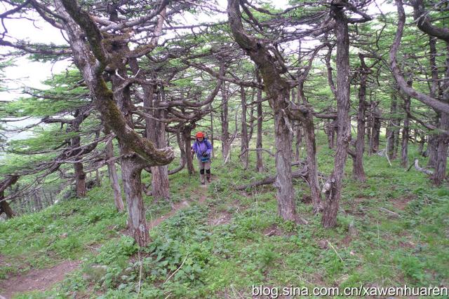 行走在秦岭的路上（行走在秦岭大梁上）(89)