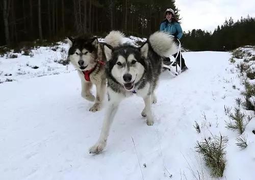 阿拉斯加犬和狼的基因接近吗（趣说狗历史阿拉斯加犬和狼的孽缘）(7)