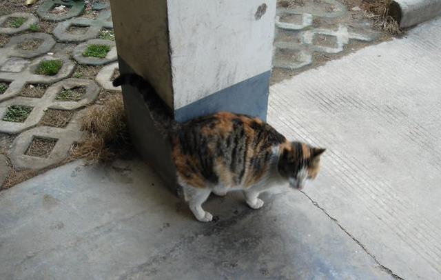 带喂了两年的流浪猫回家（喂了流浪猫一顿饭后）(3)