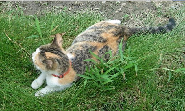 带喂了两年的流浪猫回家（喂了流浪猫一顿饭后）(11)