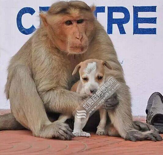印度人收养的流浪狗（印度猴子收养流浪小狗）(1)