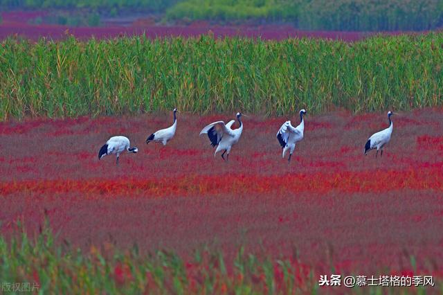 五月在大连看荧光海最佳时间（带你去看红海滩）(17)