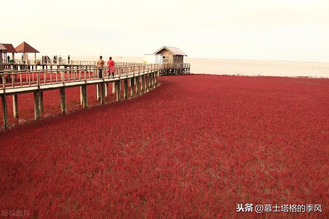 五月在大连看荧光海最佳时间（带你去看红海滩）(9)