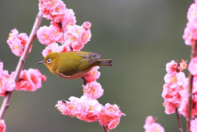 苏先生的经典诗词，苏先生读诗词，飞花令(5)