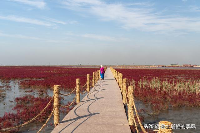 五月在大连看荧光海最佳时间（带你去看红海滩）(8)