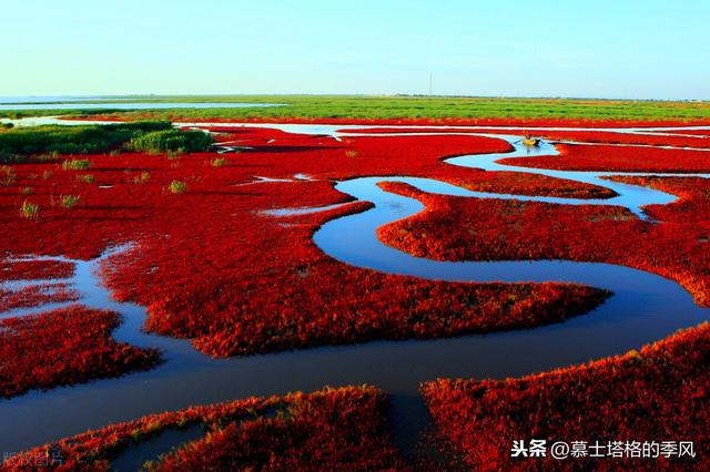 五月在大连看荧光海最佳时间（带你去看红海滩）(2)