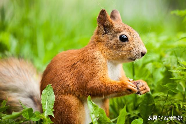 儿歌童谣6-12岁100首连续播放（育婴师终于把儿歌凑齐了）(10)