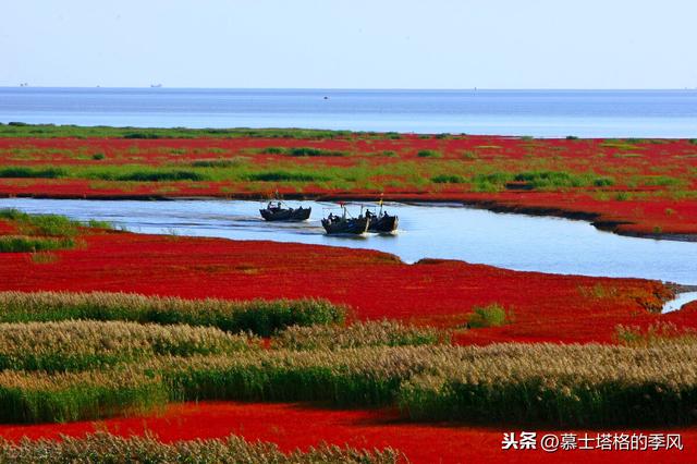 五月在大连看荧光海最佳时间（带你去看红海滩）(12)