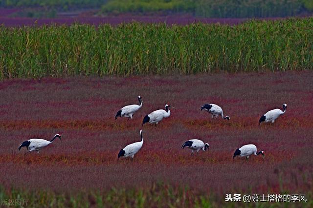 五月在大连看荧光海最佳时间（带你去看红海滩）(20)