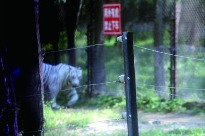 八达岭野生动物园游玩攻略自驾（八达岭野生动物园猛兽区重开自驾游）(1)