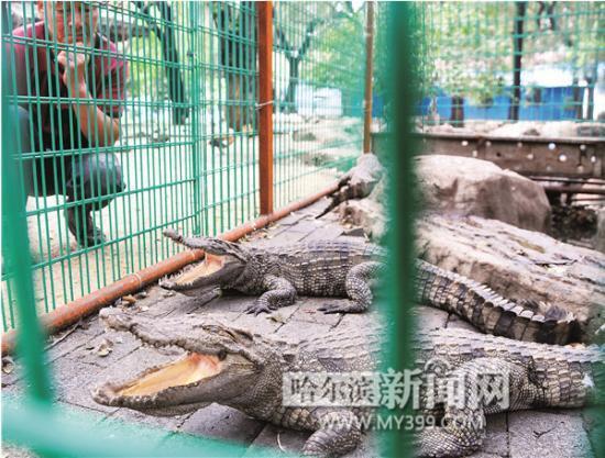 宠物鳄鱼大约长到多大（宠物鳄鱼养蹿了）(1)