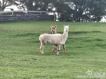 孙红雷帮张艺兴找对象（孙红雷又想张艺兴了）(7)