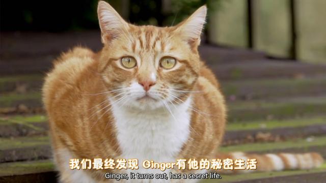 关于猫的科普片（5部让人招架不住的猫咪纪录片）(13)