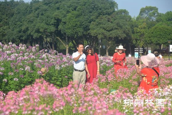 柳州雀儿山公园有哪些（柳州市雀儿山公园）(3)