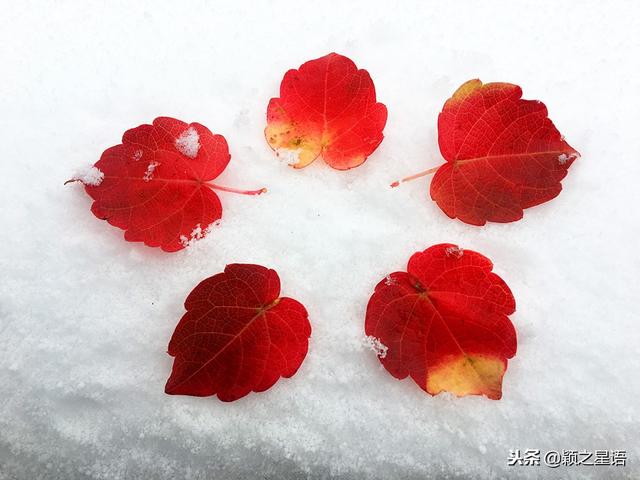 太白湖公园赏花（日湖公园踏雪赏花）(12)