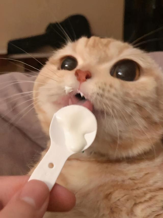 猫咪能吃酸奶有哪几种（猫咪可以喝酸奶吗）(1)