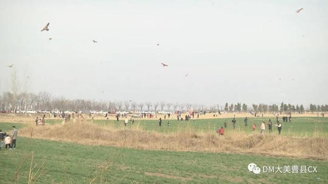 曹县八里湾风景区 花海公园（曹县春风吹来）(6)