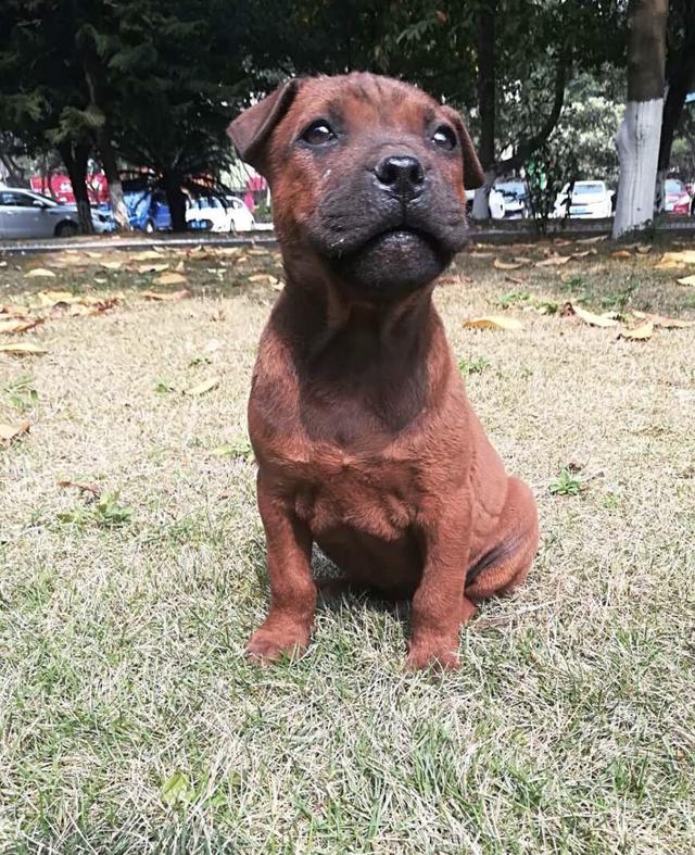 正宗小体型川东猎犬（中华土狗一一一川东猎犬）(1)