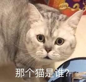 主人好心给猫哥哥带回来只猫妹妹会生气吗（主人好心给猫哥哥带回来只猫妹妹）(1)