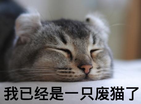 猫咪废绝（猫猫就彻底废掉了）(3)