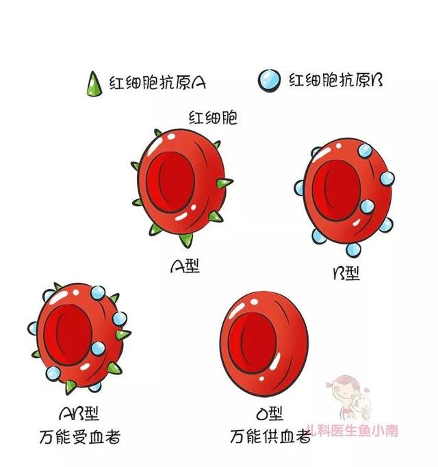 什么血型生什么血型的宝宝（生的宝宝什么血型）(2)