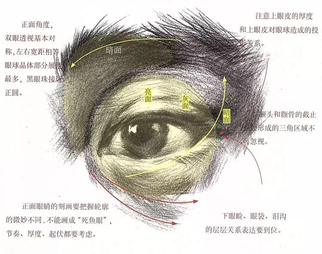 素描理论知识讲解及基础画法（素描入门教程带你深度解析五官结构）(9)