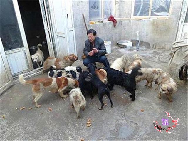 为什么狗是流浪犬呢（德国凭什么没有流浪狗）(7)