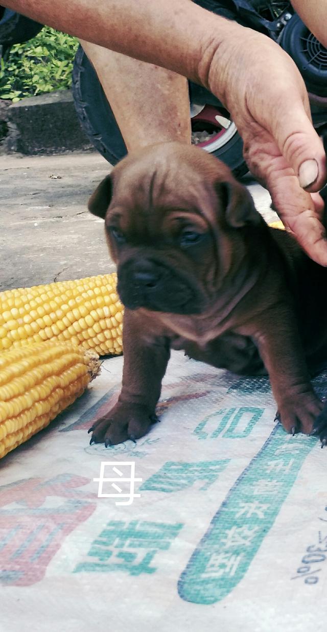 为什么川东猎犬叫重庆犬（川东猎犬重庆犬漂亮吧）(1)