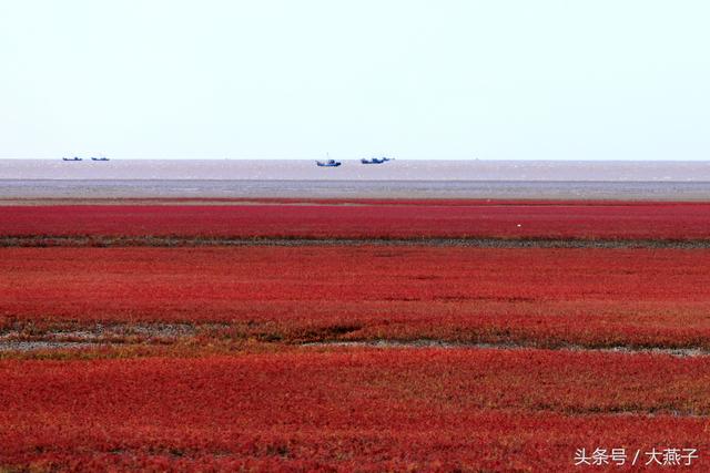 盘锦红海滩攻略自驾游（辽宁盘锦醉人的红海滩）(8)