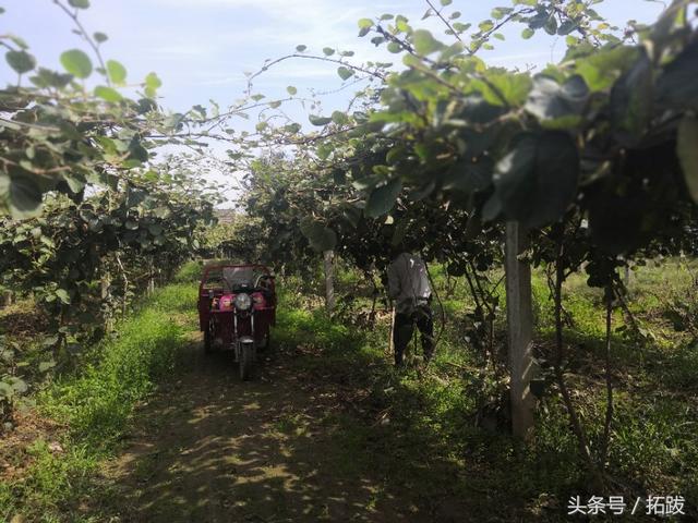 陕西省西安市周至县猕猴桃之乡（好一片茂密的猕猴桃林）(6)